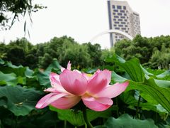 -陈家山荷花公园