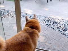 -柴犬高等学院·狗咖·柴犬售卖·宠物训练