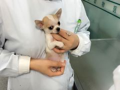 -美联众合动物医院·24h京西诊疗中心