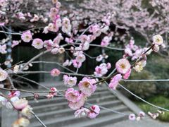 -杭州植物园