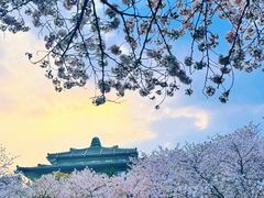 -武汉大学-樱园