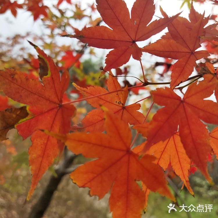红枫