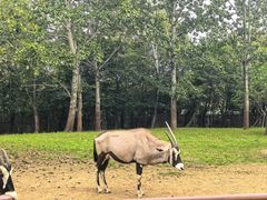 -大连森林动物园