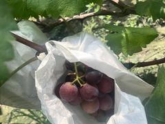 -马陆小张葡萄园农家乐