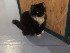 -猫色咖啡·猫咖