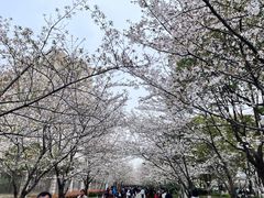 -高东镇樱花园
