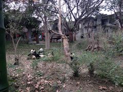 -成都大熊猫繁育研究基地