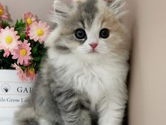 -小猫来了·猫舍(红山六九七九店)
