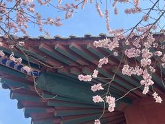 -桃花堤公园