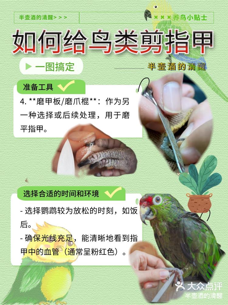 如何给鸟类剪指甲新手鸟爸妈必看