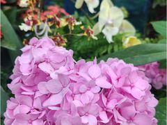 -石家庄市植物园