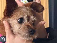 -北京派仕佳德动物医院·超导核磁·CT·神经科·骨科·内外科·急重症管理中心