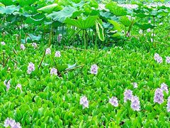 -白鹭湾湿地公园