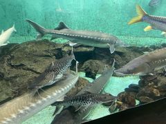 -太平洋海底世界