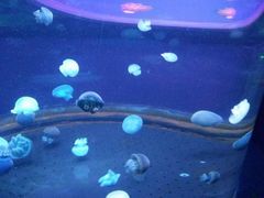 -芜湖新华联大白鲸海洋公园