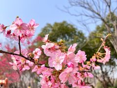 -顾村公园