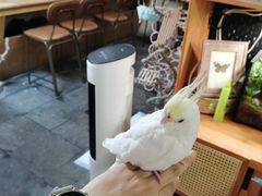 -吉丁鸟咖·异宠·寄养