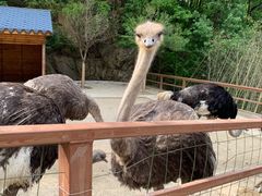 -栾川竹海野生动物园