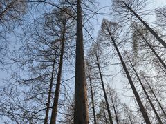 -黄海国家森林公园