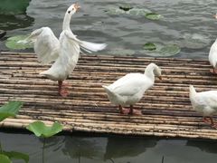 -大莲湖农家乐(青西郊野公园店)