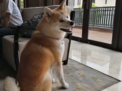 -上海崇明金茂凯悦酒店