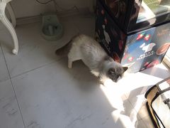 -BABYDOG宝贝狗宠物乐园(欧洲城店)