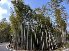 -潜山国家森林公园