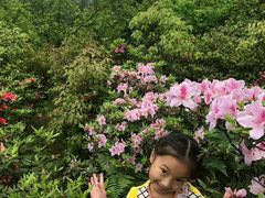 -铁山坪森林公园