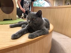 -猫和宫(六道口店)