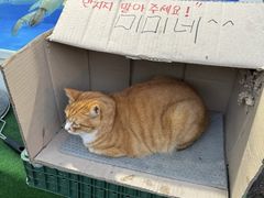 -Olive Young(西归浦店)