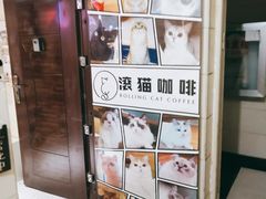 -滚猫咖啡·猫咖·猫友好撸猫(未来城店)