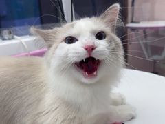 -FAELING PETS美天灵宠物(富力广场店)