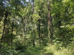 -素山寺森林公园