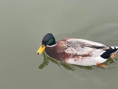 -合肥滨湖国家森林公园