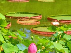 -国家植物园南园