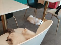 -飞行喵MR PILOT|猫舍·猫咖(静安大融城店)