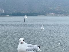 -海埂大坝