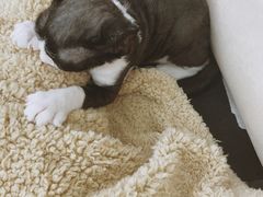 -瑞鹏宠物医院·超声·骨科·奇麟分院(蜀都万达店)