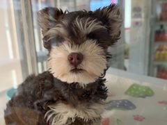 -翊宠yipet猫狗购宠庄园犬舍•猫舍