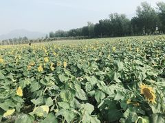 -玫瑰花园自助烤肉(顺义鑫海韵通店)