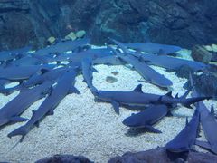 -烟台海昌鲸鲨海洋公园