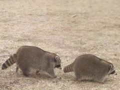 -秦皇岛野生动物园