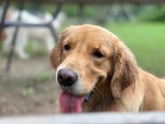 -趣多多宠物公园·宠物训犬学校·宠物寄养