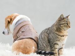 -艾吉宠物医院·疑难杂症转诊中心·猫友好(碧江路院)