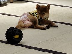 -逗柴咖啡屋·狗咖猫咖宠物桌游