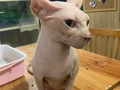 -藦茜花园宠物主题亲子互动体验馆(国顺东路店)