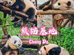 -成都大熊猫繁育研究基地