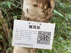 -海南热带雨林国家公园吊罗山景区