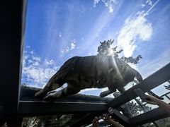 -西霞口神雕山野生动物世界