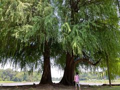 -南宁良凤江国家森林公园